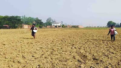 રવી સીઝનમાં ઘઉંનુ વાવેતર ગત વર્ષ કરતાં ઓછું, કઠોળ અને તેલીબિયાંના વાવેતર વિસ્તારમાં વધારો