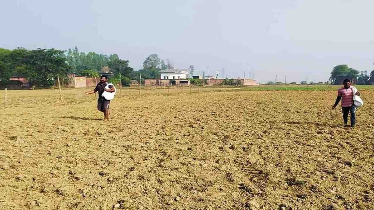 રવી સીઝનમાં ઘઉંનુ વાવેતર ગત વર્ષ કરતાં ઓછું, કઠોળ અને તેલીબિયાંના વાવેતર વિસ્તારમાં વધારો