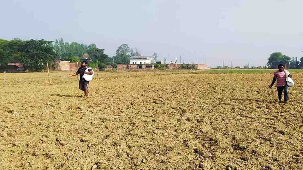 રવી સીઝનમાં ઘઉંનુ વાવેતર ગત વર્ષ કરતાં ઓછું, કઠોળ અને તેલીબિયાંના વાવેતર વિસ્તારમાં વધારો