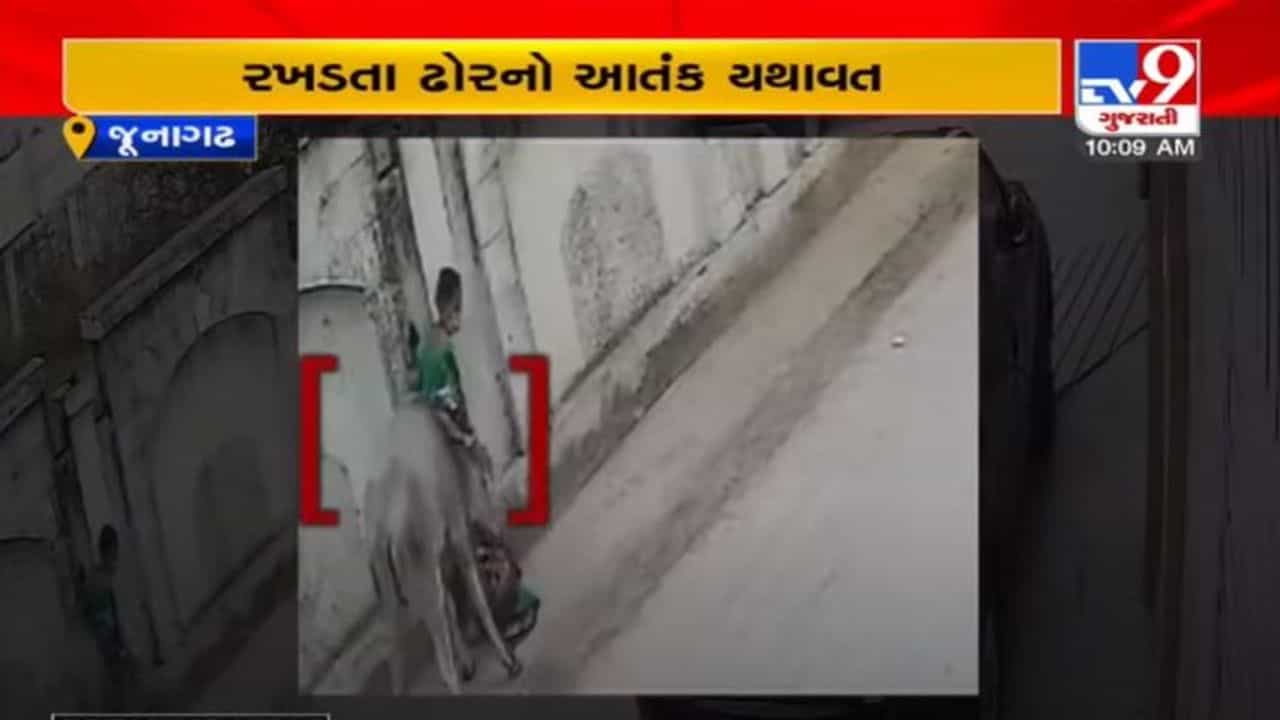 જુનાગઢમાં રખડતા ઢોરે મહિલા પર કર્યો એટેક, જીવના જોખમે બચી મહિલા, જુઓ વિડીયો