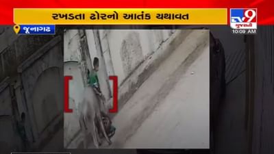 જુનાગઢમાં રખડતા ઢોરે મહિલા પર કર્યો એટેક, જીવના જોખમે બચી મહિલા, જુઓ વિડીયો