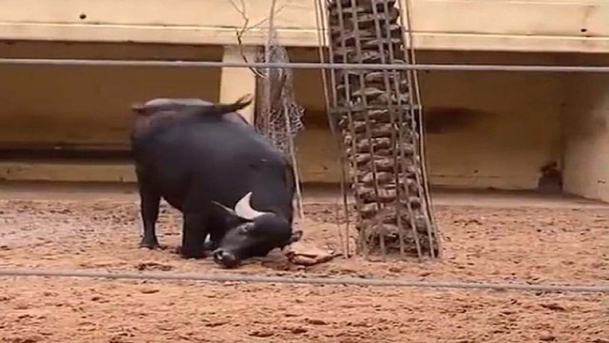 Video: ભેંસે કાચબાનો જીવ બચાવવા લગાવ્યુ ગજબનું દિમાગ ! વીડિયો જોઈ લોકોએ કહ્યું  અક્કલ બડી કે ભેંસ