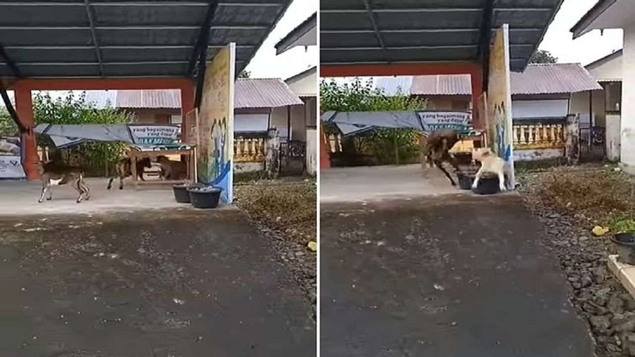 બકરીએ કુતરાની કરી નાખી હાલત ખરાબ, વીડિયો જોઈ લોકોએ કહ્યું 'કોક તો કુતરાને બચાવો'