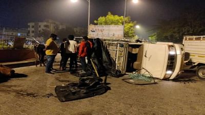 Surat : 11 ગૌવંશ ભરી બેફામ દોડી રહેલો ટેમ્પો દુર્ઘટનાગ્રસ્ત, ચાલક સહીત બે પકડાયા