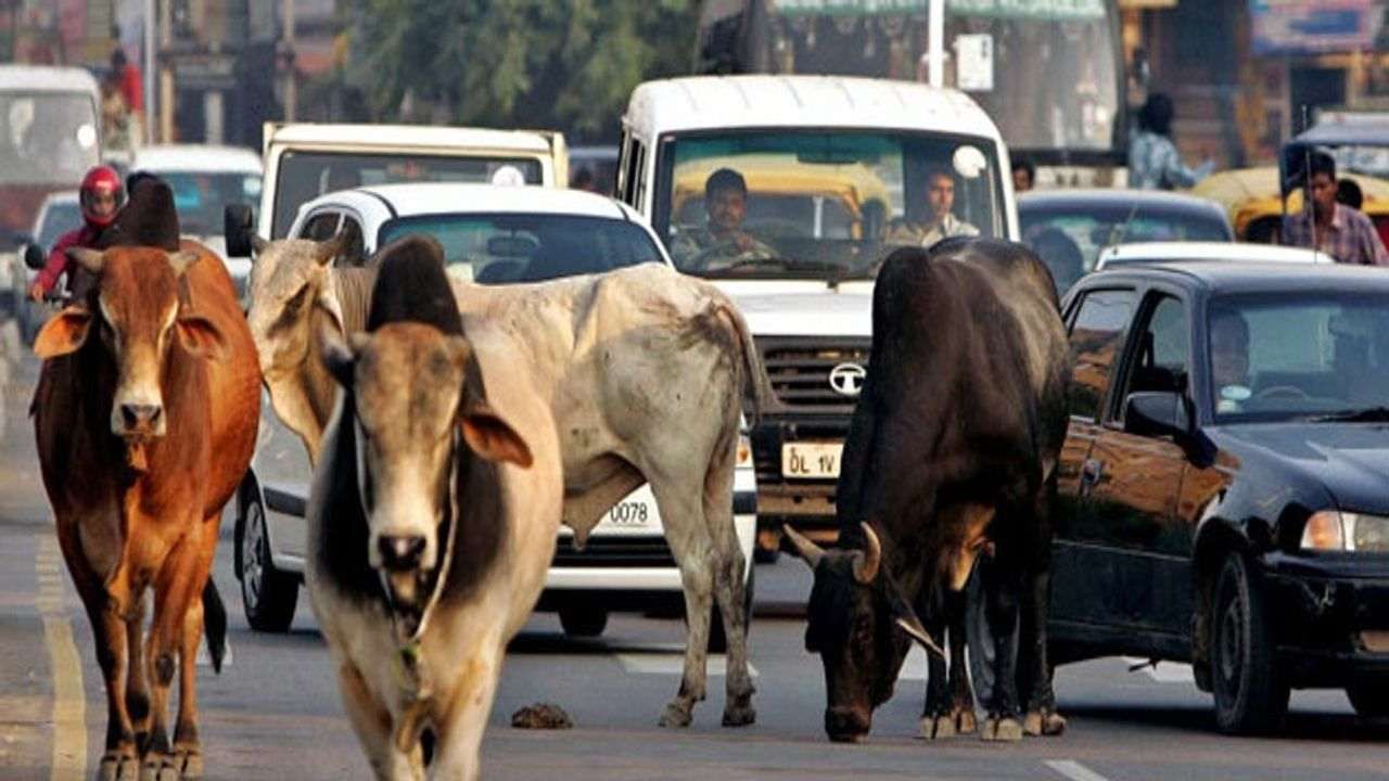 Ahmedabad: હવે રસ્તા પર ઢોરને રખડતા મુકનારની ખેર નથી, શહેરના 10 વિસ્તાર 'નો કેટલ ઝોન' જાહેર કરાયા, નિયમ ભંગ કરનારને જેલ થઇ શકે