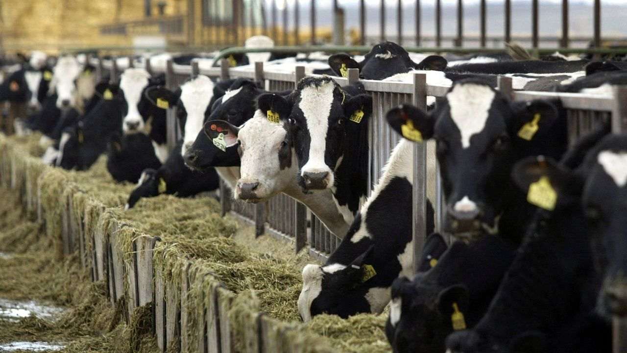 જો તમે Dairy ઉદ્યોગની આ 6 સમસ્યાનો હલ આપશો તો સરકારને તમને 10 લાખ રૂપિયા આપશે, જાણો વિગતવાર