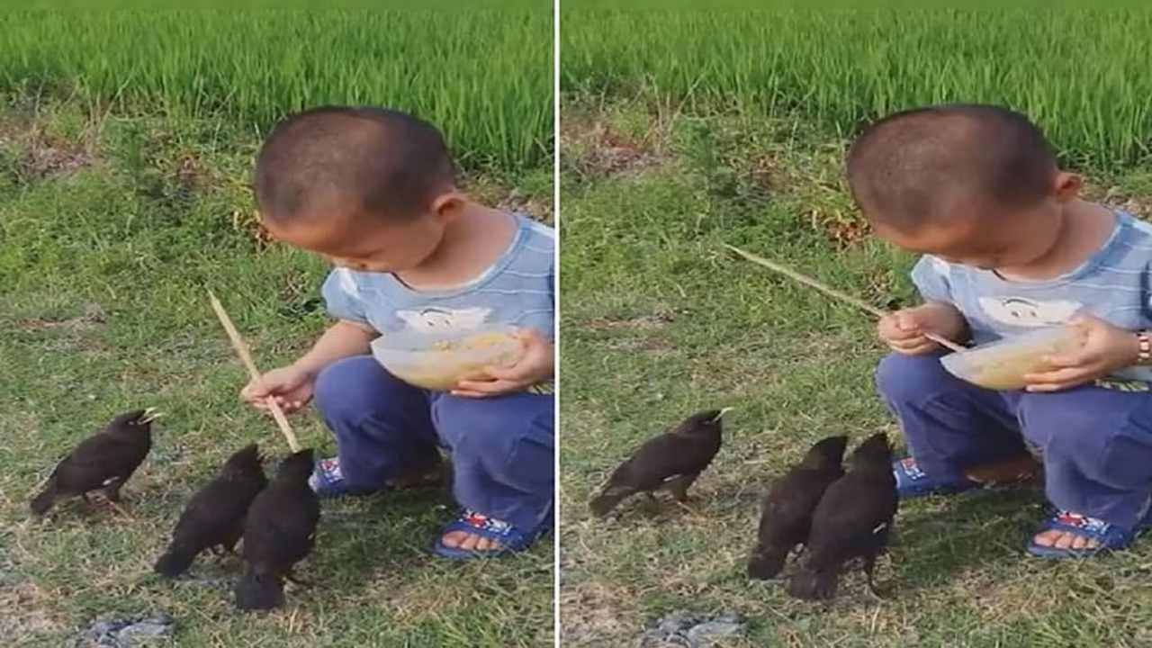 Viral Video: પક્ષીઓેને દાણા ખવડાતા બાળકે જીત્યું બધાનું દિલ, લોકોએ કહ્યું 'બાળકો ભગવાનનું બીજુ રૂપ'
