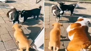Viral Video: કૂતરા અને બકરી વચ્ચે ચાલી રહી હતી લડાઈ, પછી જે થયું તે જોઈ હસવું નહીં રોકી શકો !