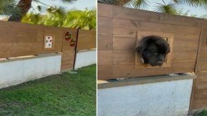 Viral: વ્યક્તિએ ઘરની બાઉન્ડ્રી વોલમાં બનાવી કૂતરા માટે બારી, વીડિયો જોઈ લોકો બોલ્યા 'વાહ પાડોશી હો તો ઐસા'
