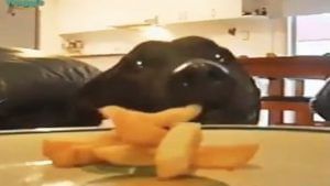 Viral: કૂતરાની આ ચાલાકીભરી ચોરીએ જીત્યું લોકોનું દિલ, જોનાર બોલ્યા પરફેક્ટ ક્રાઈમ