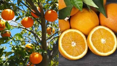 Expert Advice: ફળના છોડનો નવો બગીચો ઉગાડવાનો યોગ્ય સમય ? શું છે બાગાયતશાસ્ત્રીઓની સલાહ