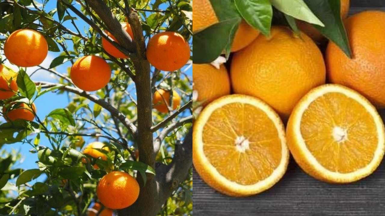 Expert Advice: ફળના છોડનો નવો બગીચો ઉગાડવાનો યોગ્ય સમય ? શું છે બાગાયતશાસ્ત્રીઓની સલાહ