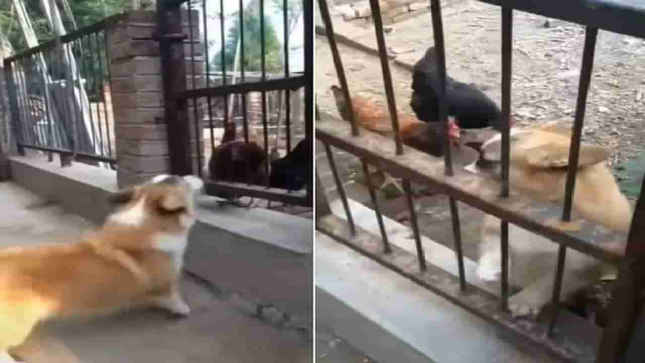 Viral Video: મરઘાંઓને જોઈ દુરથી ભસી રહ્યો હતો કુતરો, પાસે આવતા જ થઈ ગઈ હવા ટાઈટ