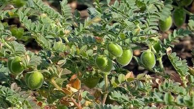 Gram farming : ચણાની ખેતી કરતા ખેડૂતો આ ટિપ્સ અપનાવશે તો વધશે ઉત્પાદન તો કમાણી પણ થશે અઢળક