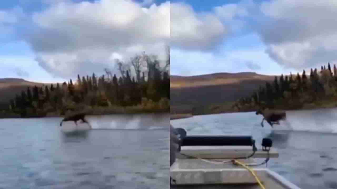 Viral: નદીમાં દોડતા પ્રાણીનો વીડિયો વાયરલ, જોઈને લોકોએ કહ્યું આંખો પર વિશ્વાસ નથી આવતો