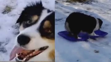 OMG : કૂતરાએ બરફ પર કર્યું સ્કેટિંગ ! આ અદભુત સ્કિલ જોઈને યુઝર્સ મોઢામાં આંગળા નાખી ગયા