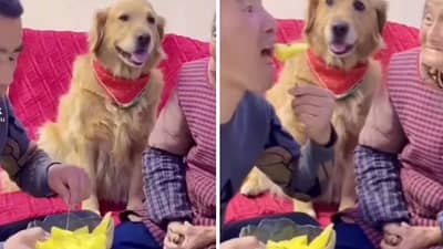 Viral: વૃદ્ધની મસ્તી કૂતરાને પસંદ ન આવી ! યુવક સાથે કર્યું કંઈક આવું, જૂઓ આ લાગણીસભર વીડિયો