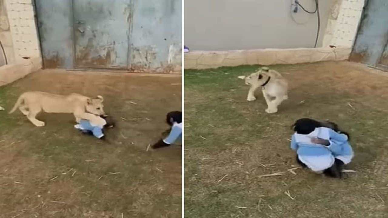 Viral: જ્યારે સિંહના બચ્ચાએ મસ્તી-મસ્તીમાં ચિન્પાન્ઝીની કરી દીધી હવા ટાઈટ, જુઓ વીડિયો