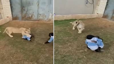 Viral: જ્યારે સિંહના બચ્ચાએ મસ્તી-મસ્તીમાં ચિન્પાન્ઝીની કરી દીધી હવા ટાઈટ, જુઓ વીડિયો