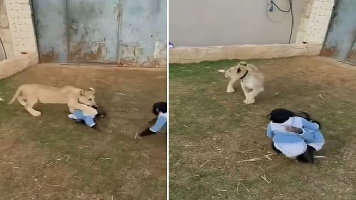 Viral: જ્યારે સિંહના બચ્ચાએ મસ્તી-મસ્તીમાં ચિન્પાન્ઝીની કરી દીધી હવા ટાઈટ, જુઓ વીડિયો