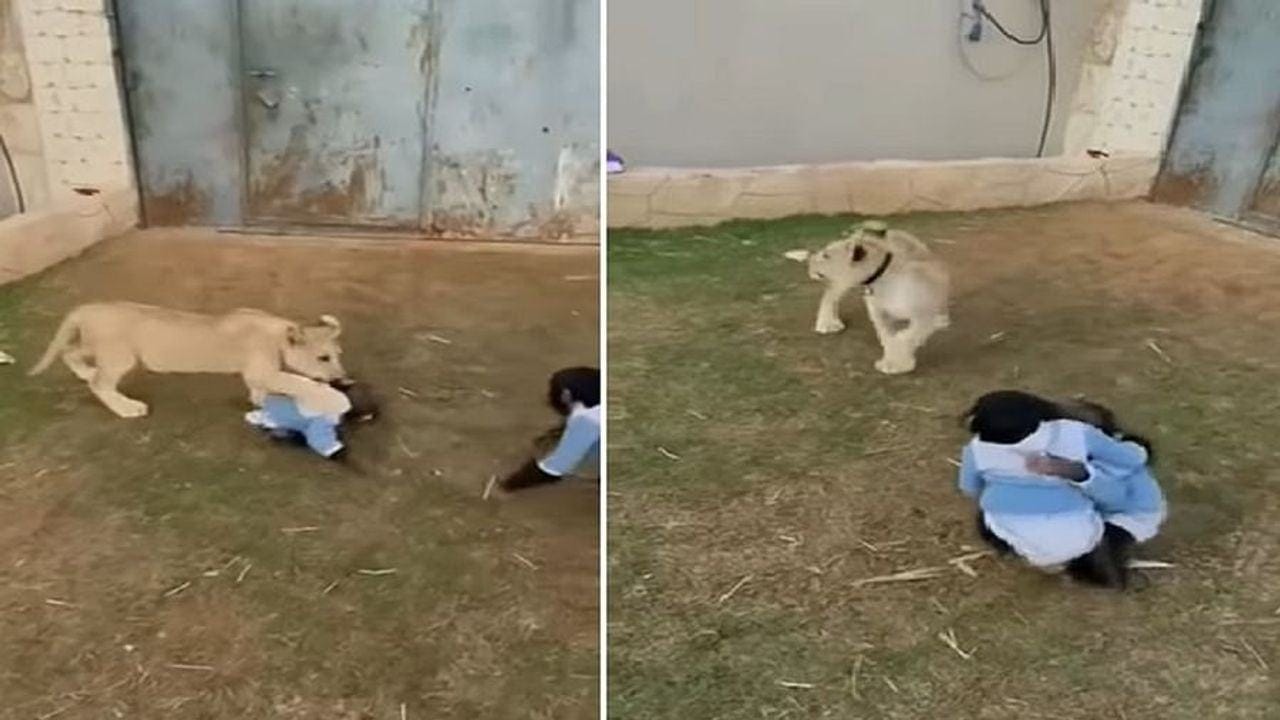 Viral: જ્યારે સિંહના બચ્ચાએ મસ્તી-મસ્તીમાં ચિન્પાન્ઝીની કરી દીધી હવા ટાઈટ, જુઓ વીડિયો