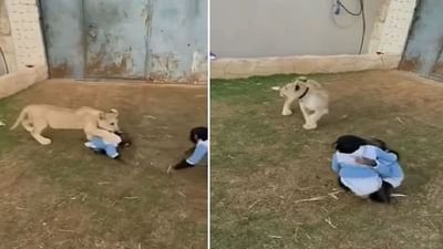 Viral: જ્યારે સિંહના બચ્ચાએ મસ્તી-મસ્તીમાં ચિન્પાન્ઝીની કરી દીધી હવા ટાઈટ, જુઓ વીડિયો