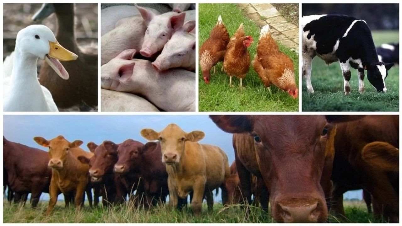 Best Business Idea: Start the new year, these 7 animal husbandry business,  will earn a lot Best Business Idea: Start New Year The 7 Animal Husbandry  Business, Earnings Will Be Lots | PiPa News