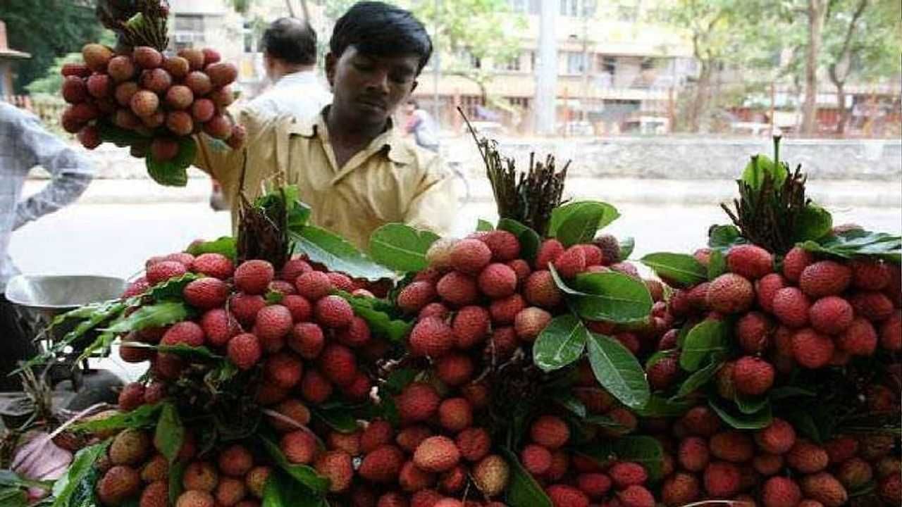 lychee  Farming : લીચીની ખેતી કરતા ખેડૂતો માટે અગત્યની ટિપ્સ, નુકશાનથી બચવા ખેતરમાં તુરંત જ કરો આ કામ