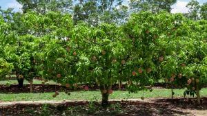 Mango farming : કેરીની ખેતી કરતા ખેડૂતો થઇ જાવ સાવધાન, નવી બીમારીએ વધારી દીધી ચિંતા