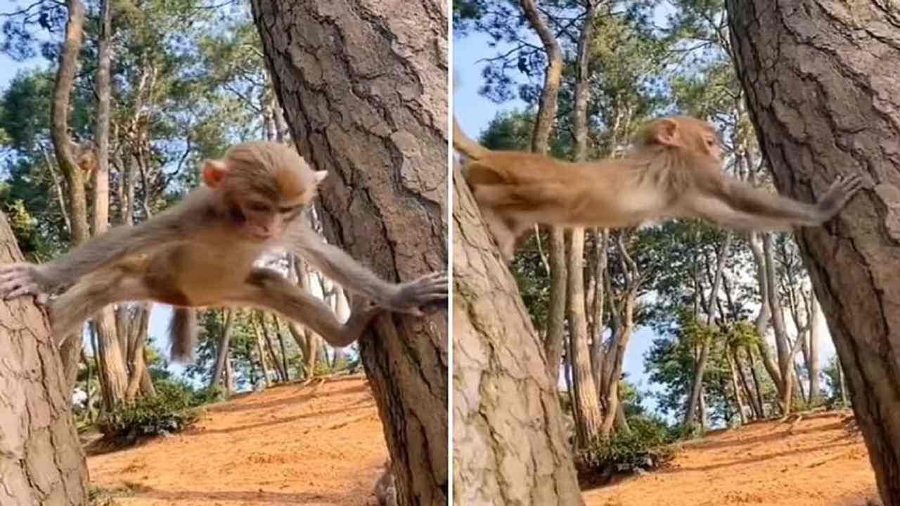 OMG : આ વાંદરાએ અજય દેવગણની સ્ટાઈલમાં કર્યો અદ્ભુત સ્ટંટ ! વીડિયો જોઈને યુઝર્સ પણ ચક્કર ખાઈ ગયા