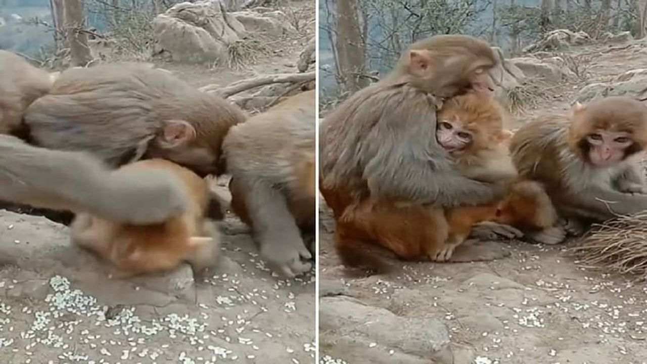 Video : ગ્રુપમાં બેઠેલા એક વાંદરાએ નાના વાનરનો કર્યો ચાળો ! પછી જે થયુ તે જોઈને તમે પણ હસીને લોટ પોટ થઈ જશો