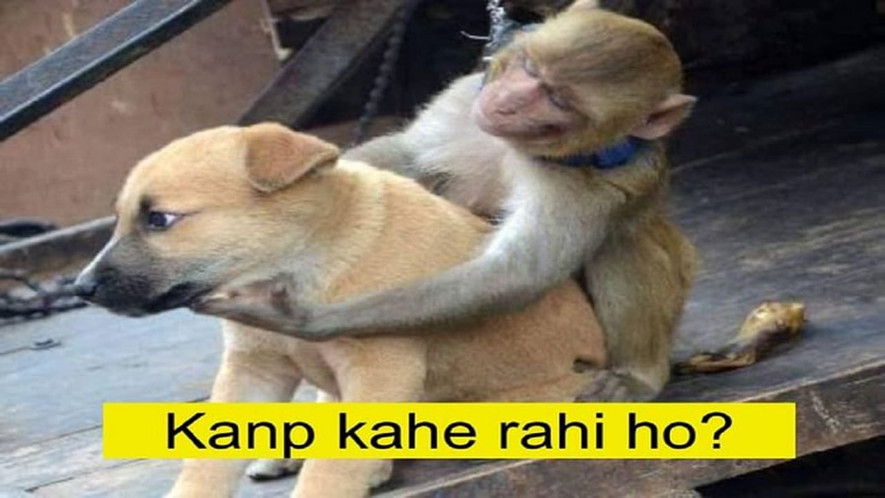 Viral: ટ્વિટર પર ટ્રેન્ડ થયું #monkeyVsDoge, લોકો ફની Memes કરી રહ્યા છે શેર