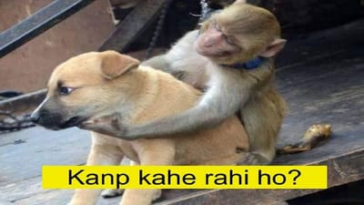 Viral: ટ્વિટર પર ટ્રેન્ડ થયું #monkeyVsDoge, લોકો ફની Memes કરી રહ્યા છે શેર