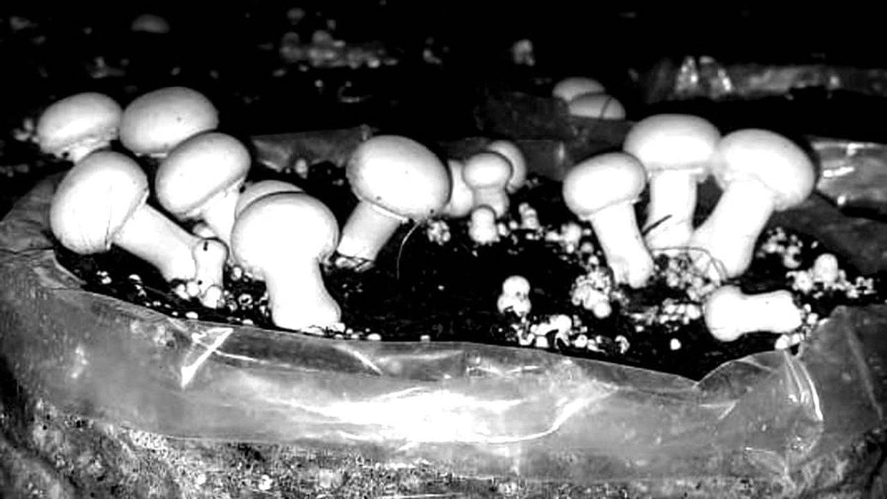 Mushroom cultivation: ડબલ કમાણીની તક ! ખેડૂત તમારા ઘરે આવીને તૈયાર કરશે મશરૂમ, જાણો કેવી રીતે શું કરવું