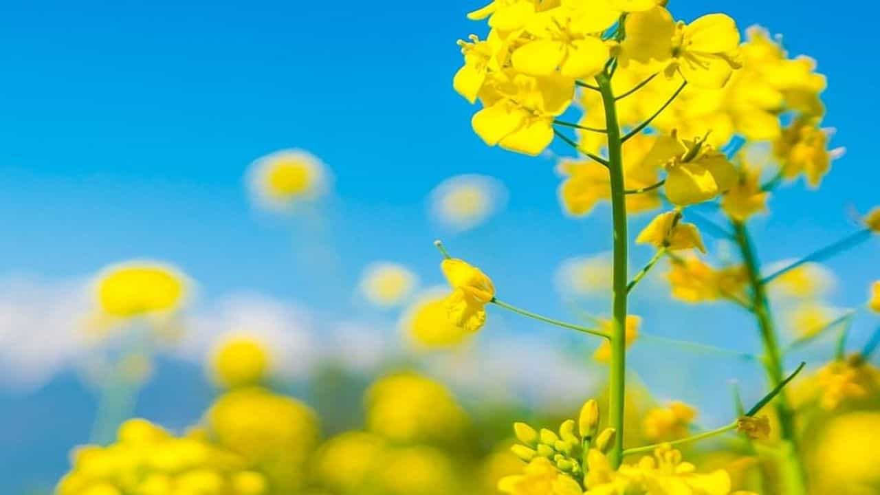 રંગ લાવી રહ્યા છે સરકાના પ્રયાસ, રવી સીઝનમાં તેલીબિયાં અને ઘઉંના વાવેતર વિસ્તારમાં થયો વધારો