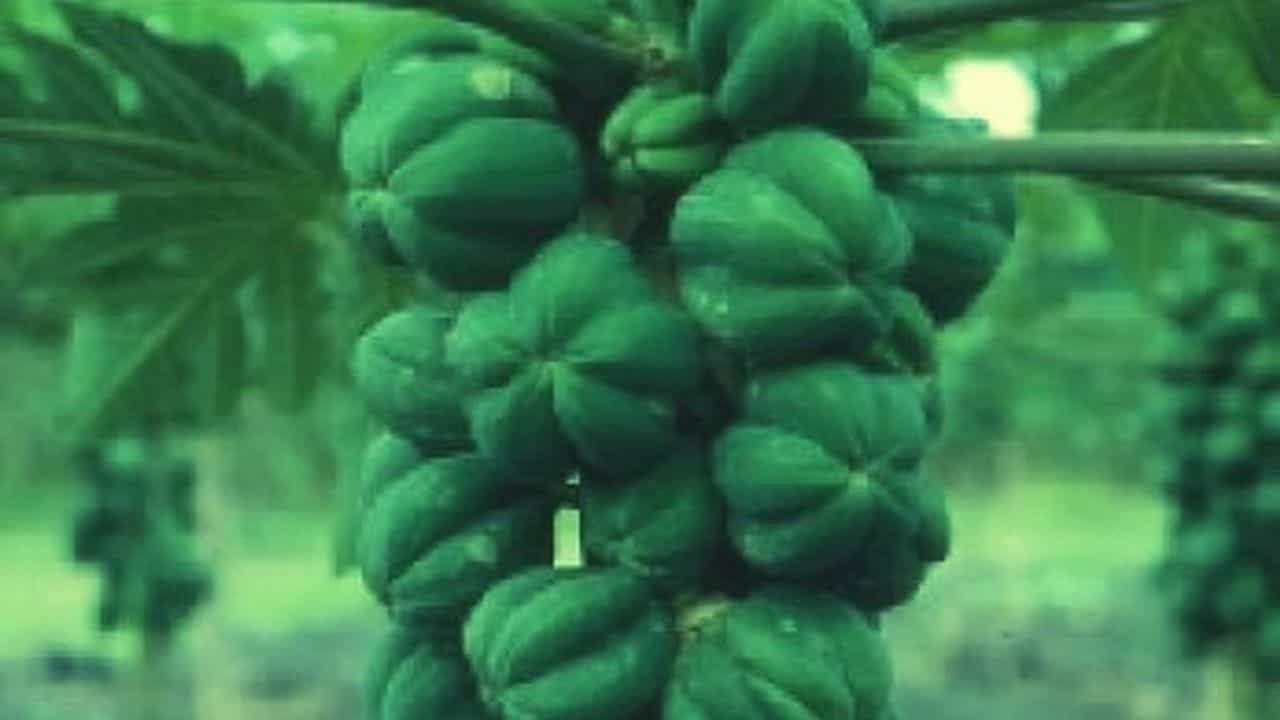 Papaya Farming : ખેડૂતો માટે એલર્ટ! જો પપૈયામાં બિલાડી- કુતરા જેવું બનવા લાગે તો સમજવું કે તમારી કમાણીથી ધોવા પડશે હાથ