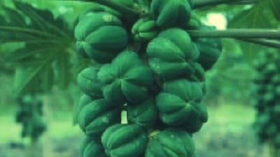Papaya Farming : ખેડૂતો માટે એલર્ટ! જો પપૈયામાં બિલાડી- કુતરા જેવું બનવા લાગે તો સમજવું કે તમારી કમાણીથી ધોવા પડશે હાથ