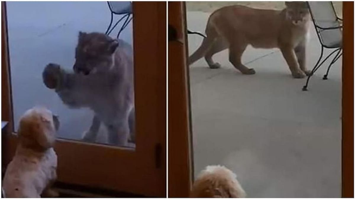 Viral: પહાડી સિંહને જોઈ કુતરાએ કર્યું કંઈક એવું કે લોકોએ કહ્યું 'હર કૂત્તે કા દિન આતા હે' Viral: પહાડી સિંહને જોઈ કુતરાએ કર્યું કંઈક એવું કે લોકોએ કહ્યું 'હર કૂત્તે કા દિન આતા હે'