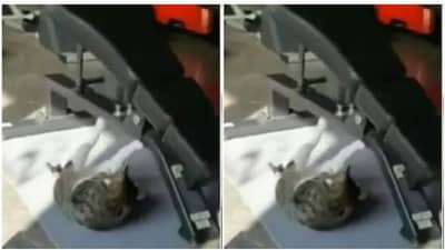 Viral: બિલાડીને ચડ્યો બોડી બનાવાનો શોખ ! વર્કઆઉટ જોઈ દંગ રહી ગયા લોકો