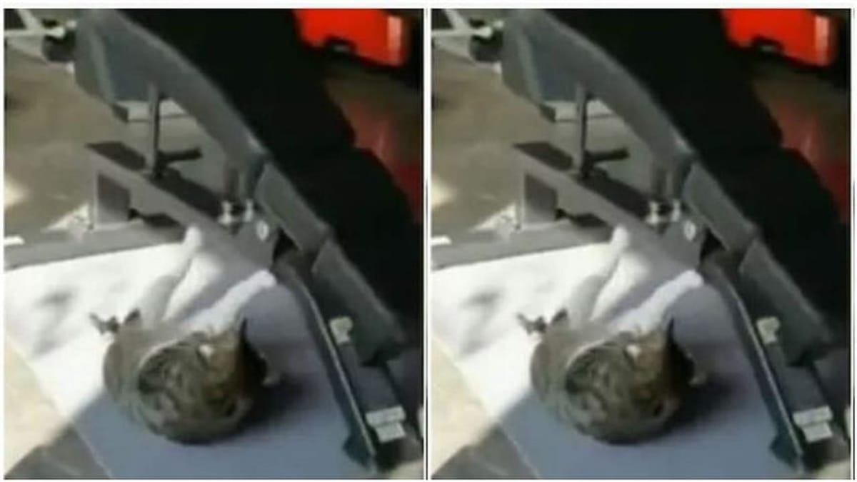 Viral: બિલાડીને ચડ્યો બોડી બનાવાનો શોખ ! વર્કઆઉટ જોઈ દંગ રહી ગયા લોકો