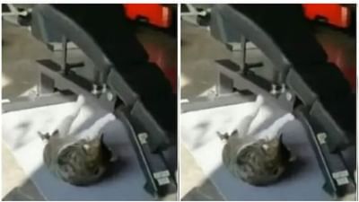 Viral: બિલાડીને ચડ્યો બોડી બનાવાનો શોખ ! વર્કઆઉટ જોઈ દંગ રહી ગયા લોકો