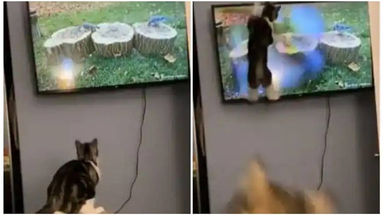 Viral: ટીવી પર પક્ષીને જોઈ બિલાડીએ મારી છલાંગ ! પછી થઈ જોવા જેવી, જૂઓ વીડિયો
