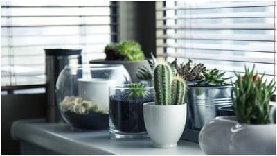 Ajab Gajab News: આ દેશના લોકો ઝાડ અને જાનવરો સાથે કરે છે વાતો, કારણ જાણી તમે પણ થઈ જશો હેરાન!