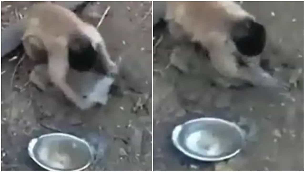Viral Video: વાંદરાએ છરીની બરાબર અણી કાઢી, વીડિયો જોઈ લોકો બોલ્યા આર પારની લડાઈ થશે
