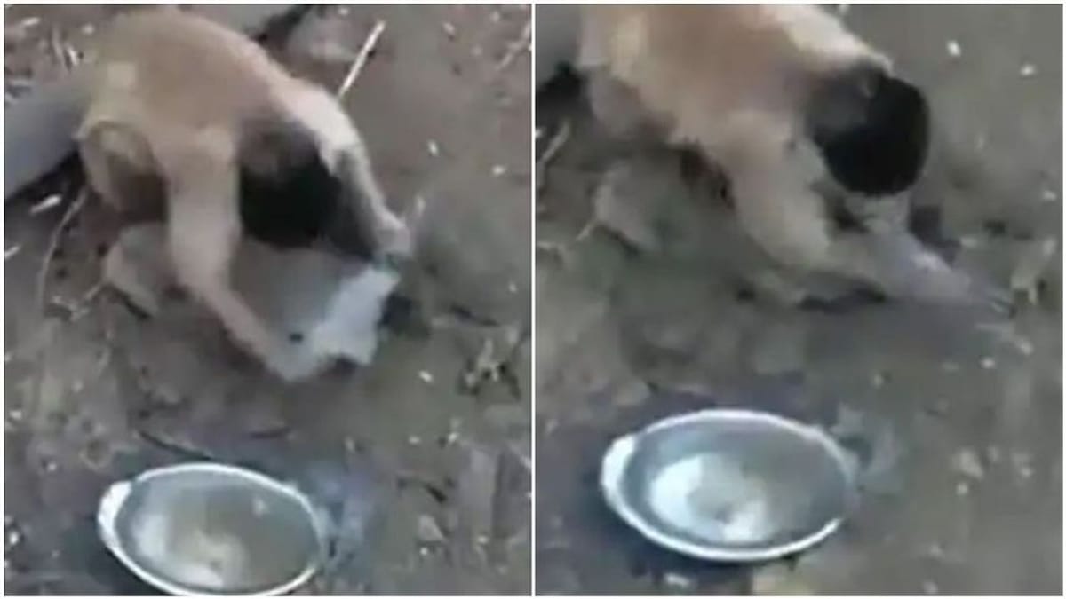 Viral Video: વાંદરાએ છરીની બરાબર અણી કાઢી, વીડિયો જોઈ લોકો બોલ્યા ' આર પારની લડાઈ થશે'