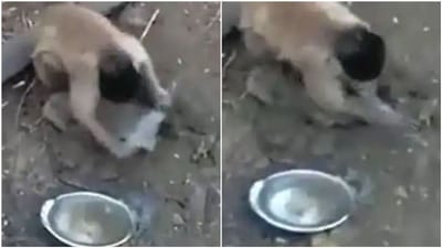Viral Video: વાંદરાએ છરીની બરાબર અણી કાઢી, વીડિયો જોઈ લોકો બોલ્યા ' આર પારની લડાઈ થશે'