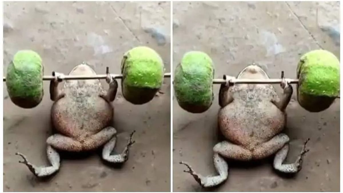 Viral Video: સ્પેશિયલ ડમ્બલથી કસરત કરતા દેડકાનો વીડિયો લોકોને ખુબ આવ્યો પસંદ, તમે પણ જૂઓ