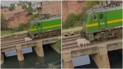 દિલધડક દ્રશ્યો: રેલ્વે ટ્રેક પર ઉભેલી ગાયને ટ્રેને મારી ટક્કર ! પછી જે થયુ તે જોઈને તમે પણ કહેશો કુદરતનો ચમત્કાર 