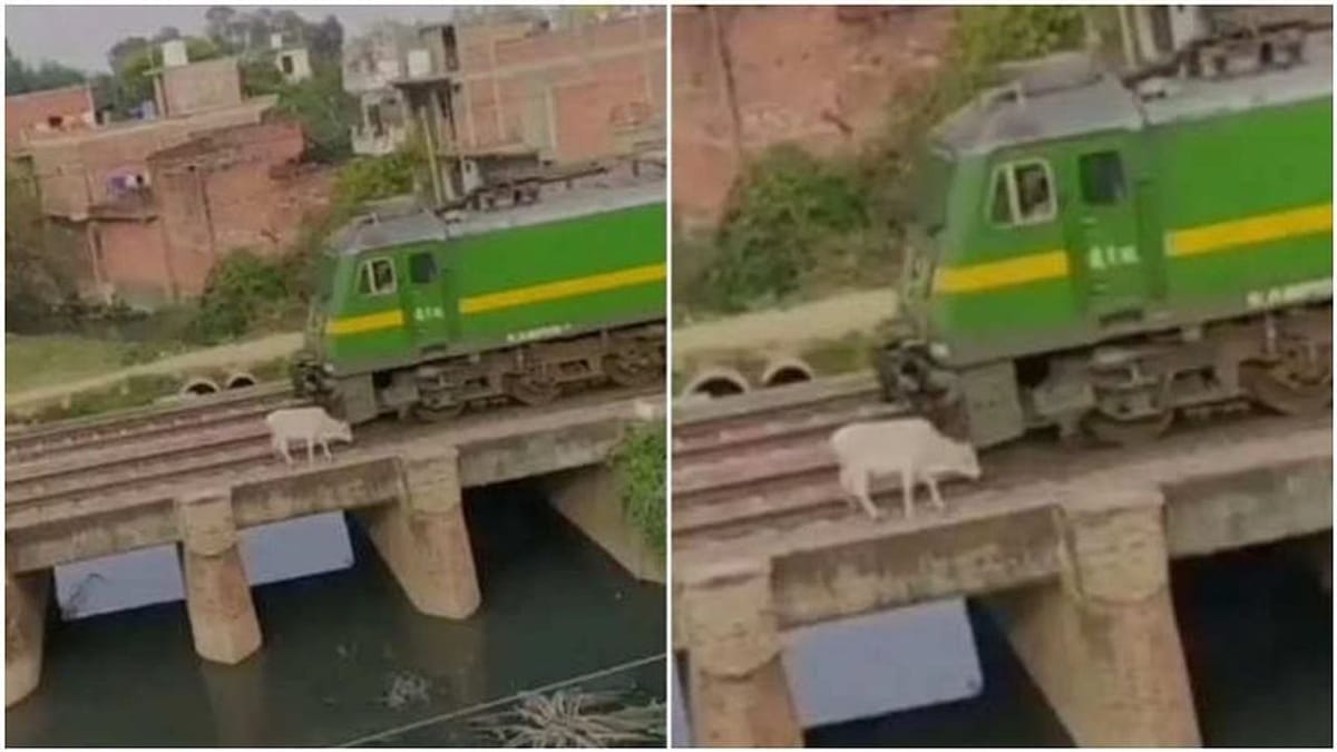 દિલધડક દ્રશ્યો: રેલ્વે ટ્રેક પર ઉભેલી ગાયને ટ્રેને મારી ટક્કર ! પછી જે થયુ તે જોઈને તમે પણ કહેશો કુદરતનો ચમત્કાર 