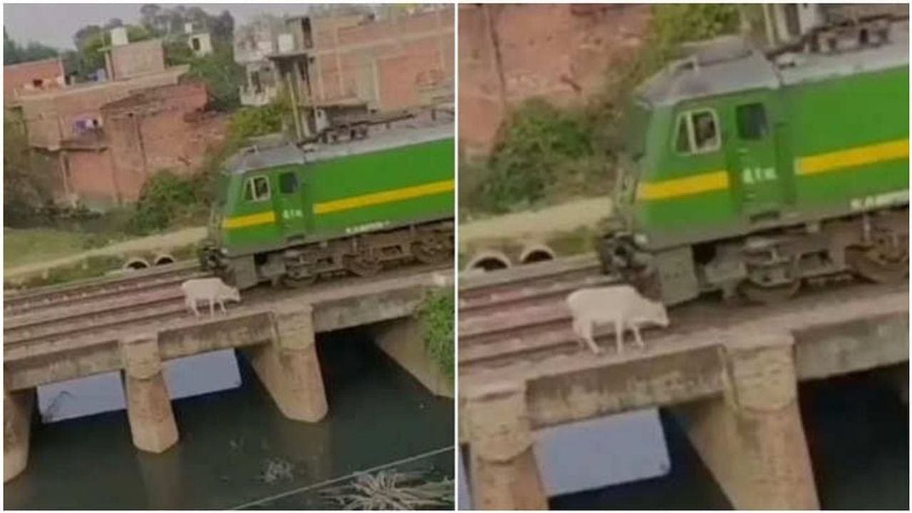 દિલધડક દ્રશ્યો: રેલ્વે ટ્રેક પર ઉભેલી ગાયને ટ્રેને મારી ટક્કર ! પછી જે થયુ તે જોઈને તમે પણ કહેશો કુદરતનો ચમત્કાર